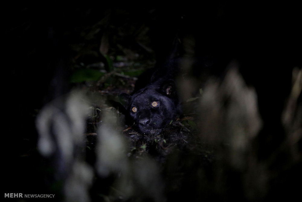 اخبار,اخبارگوناگون,پلنگ های برزیلی 