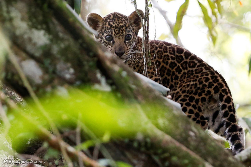 اخبار,اخبارگوناگون,پلنگ های برزیلی 