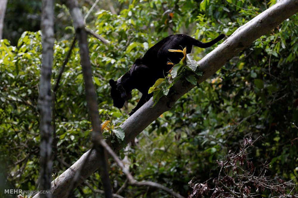 اخبار,اخبارگوناگون,پلنگ های برزیلی 