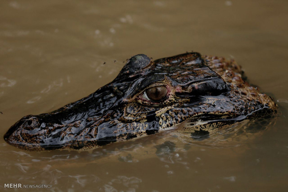 اخبار,اخبارگوناگون,پلنگ های برزیلی 