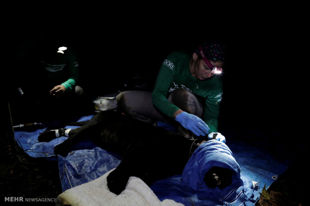 اخبار,اخبارگوناگون,پلنگ های برزیلی 