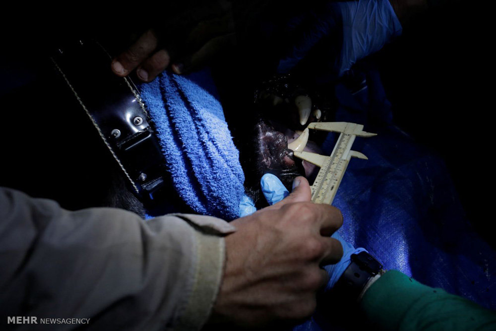 اخبار,اخبارگوناگون,پلنگ های برزیلی 