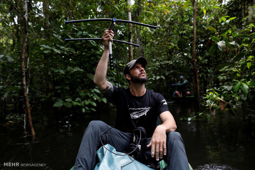 اخبار,اخبارگوناگون,پلنگ های برزیلی 