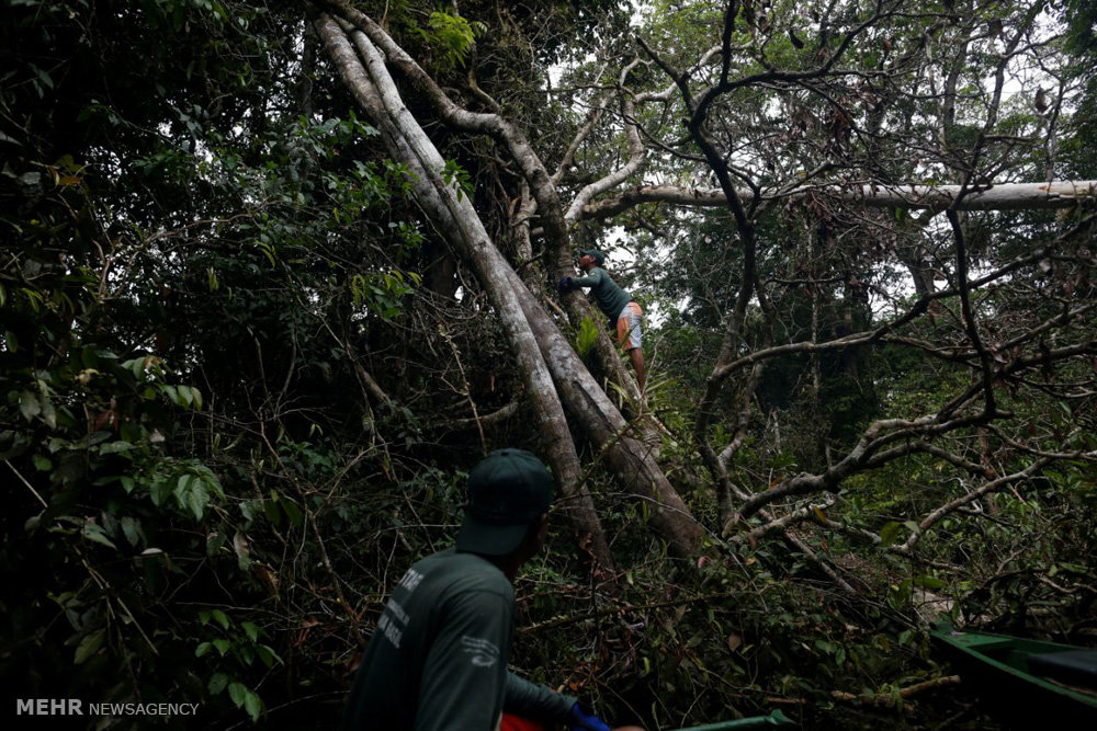 اخبار,اخبارگوناگون,پلنگ های برزیلی 