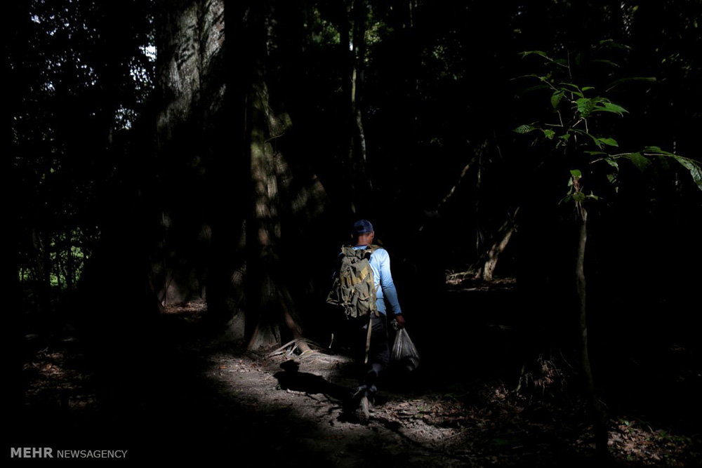 اخبار,اخبارگوناگون,پلنگ های برزیلی 