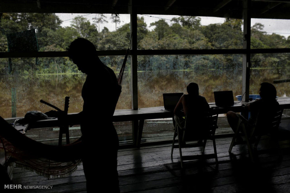 اخبار,اخبارگوناگون,پلنگ های برزیلی 