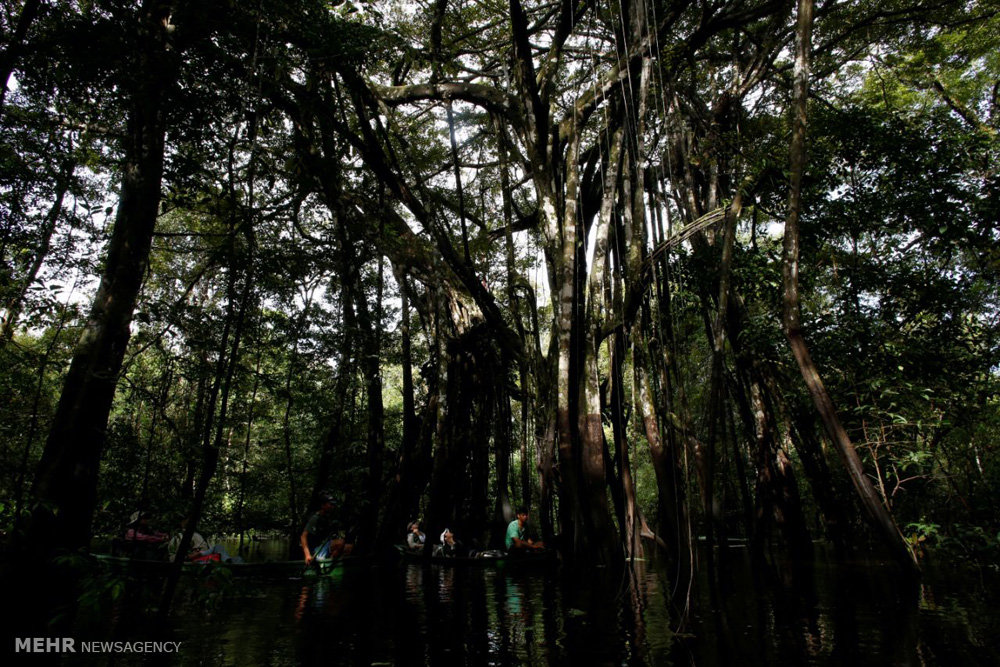 اخبار,اخبارگوناگون,پلنگ های برزیلی 