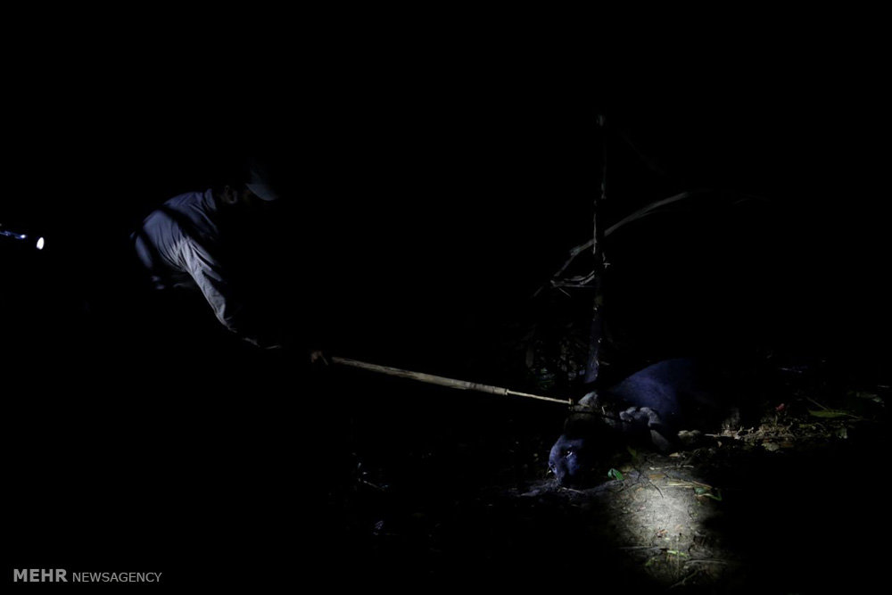 اخبار,اخبارگوناگون,پلنگ های برزیلی 