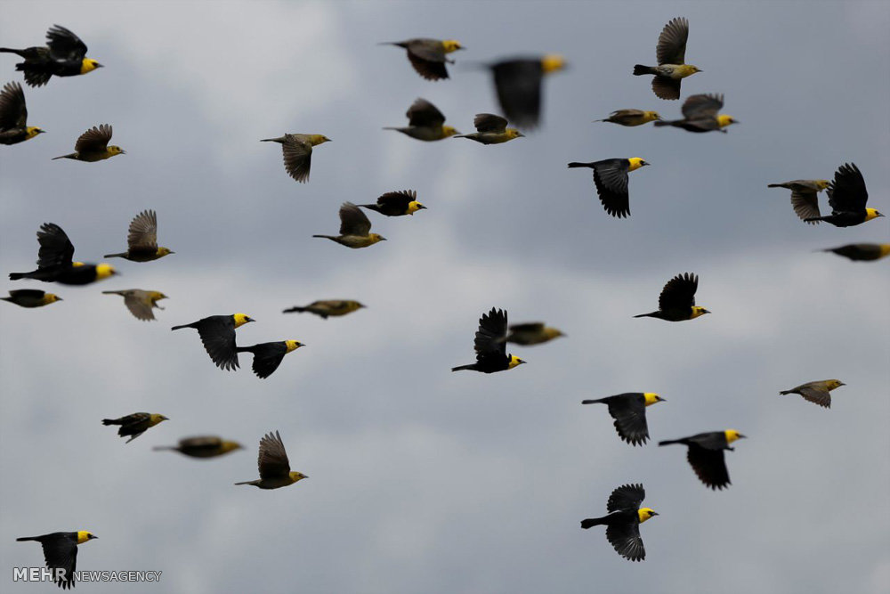 اخبار,اخبارگوناگون,پلنگ های برزیلی 