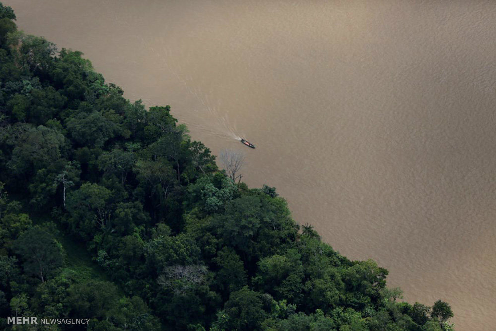 اخبار,اخبارگوناگون,پلنگ های برزیلی 