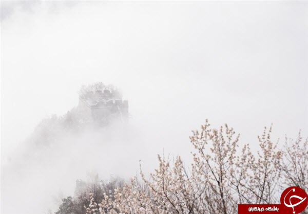 اخبار,اخبارگوناگون,طبیعت دیوارچین