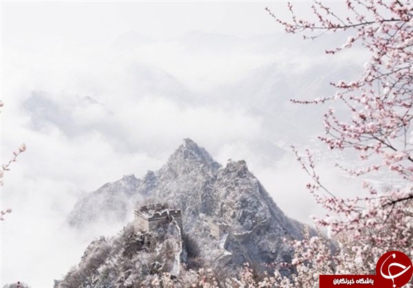 اخبار,اخبارگوناگون,طبیعت دیوارچین