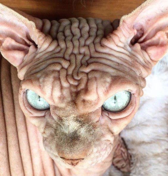   اخبارگوناگون,خبرهای  گوناگون ,گربه شیطانی