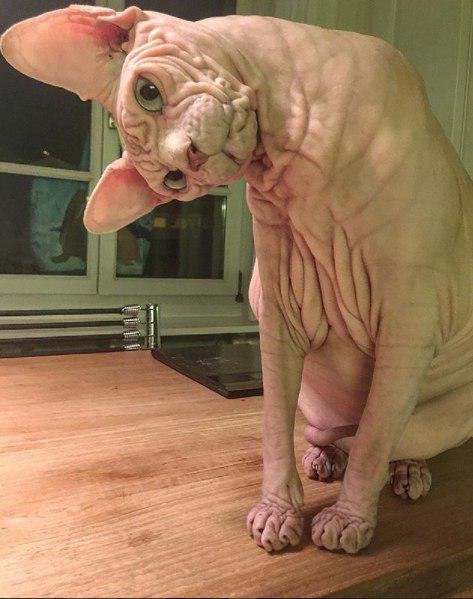   اخبارگوناگون,خبرهای  گوناگون ,گربه شیطانی