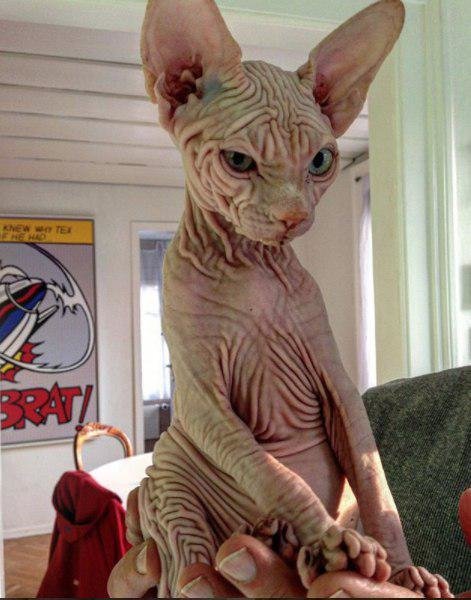   اخبارگوناگون,خبرهای  گوناگون ,گربه شیطانی