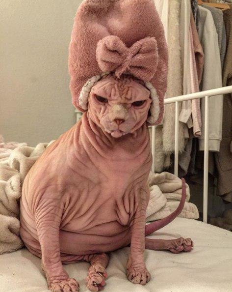   اخبارگوناگون,خبرهای  گوناگون ,گربه شیطانی