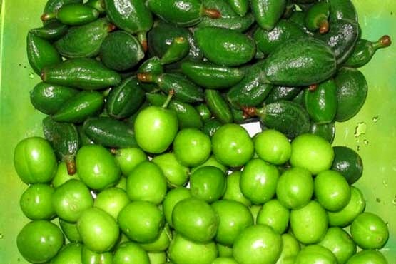 اخبار اقتصادی ,خبرهای اقتصادی ,میوههای وارداتی اخبار اقتصادی ,خبرهای اقتصادی ,میوههای وارداتی