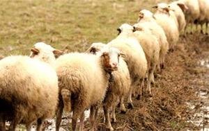 اخبار اقتصادی ,خبرهای اقتصادی , قیمت گوشت اخبار اقتصادی ,خبرهای اقتصادی , قیمت گوشت