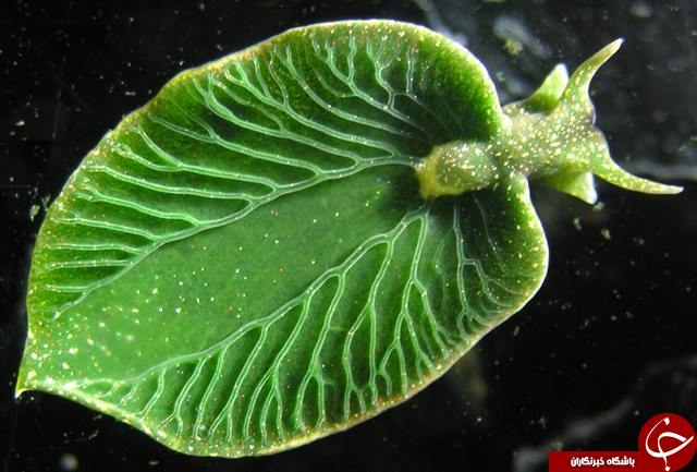   اخبارگوناگون ,خبرهای گوناگون ,فتوسنتز