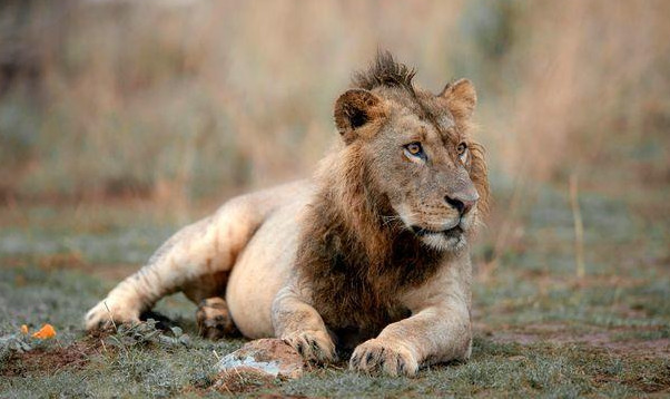 <strong>مدل</strong> <strong>موی</strong> <strong>عجیب</strong> یک <strong>شیر</strong> <strong>سوژه</strong> ی <strong>عکاسان</strong> شد!