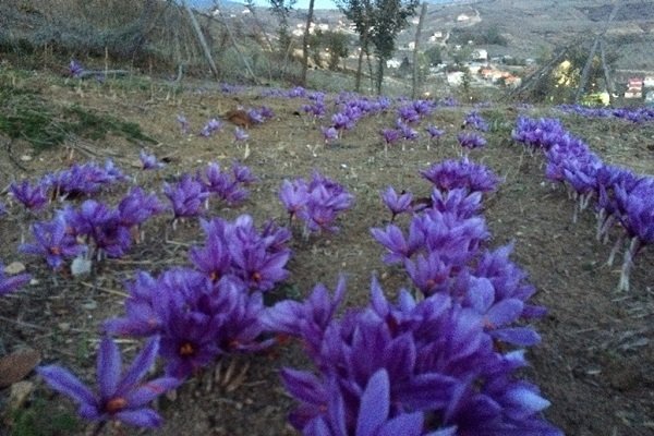   اخبار اقتصادی ,خبرهای اقتصادی , زعفران