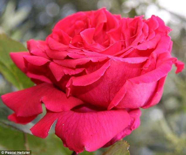 اخبار علمی,خبرهای علمی , گل رُز اخبار علمی ,خبرهای علمی, گل رُز