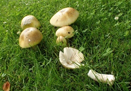اخبارحوادث,خبرهای حوادث ,حوادث روز اخبار حوادث,خبرهای حوادث ,حوادث روز
