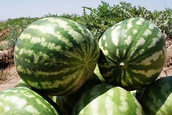 اخبار اقتصادی ,خبرهای اقتصادی , هندوانه اخبار اقتصادی ,خبرهای اقتصادی , هندوانه