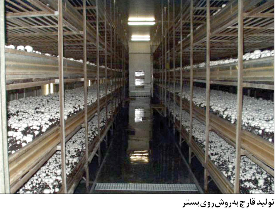 اخبار اقتصادی ,خبرهای اقتصادی ,تولید قارچ اخبار اقتصادی ,خبرهای اقتصادی ,تولید قارچ