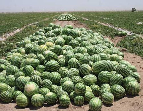 اخبار اقتصادی ,خبرهای اقتصادی , هندوانه اخبار اقتصادی ,خبرهای اقتصادی , هندوانه