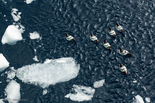  اخبار علمی ,خبرهای علمی, یخ های قطب جنوب