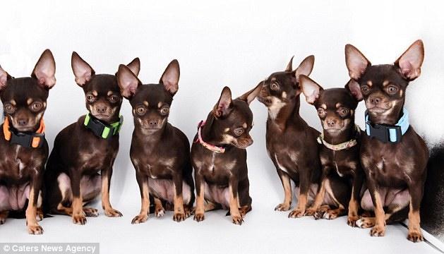 اخبار,اخبار گوناگون,کوچک‌ترین سگ دنیا با ۴۹ کپی از آن
