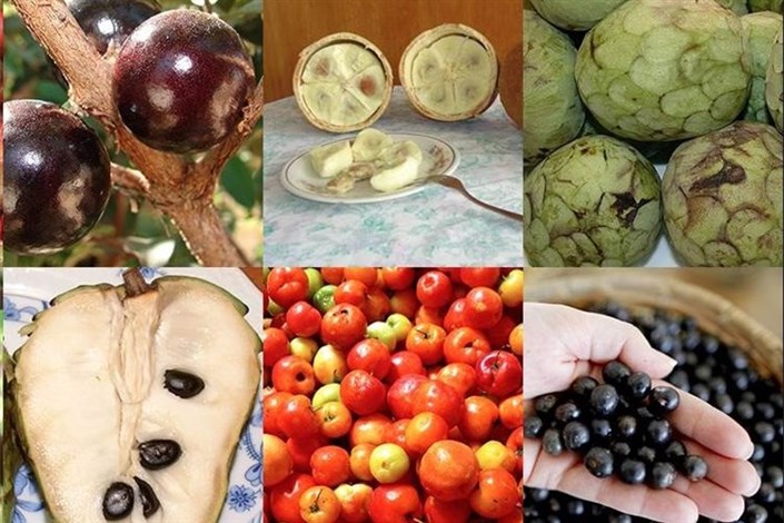 اخبار اقتصادی ,خبرهای اقتصادی ,میوههای نجومی نایاب اخبار اقتصادی ,خبرهای اقتصادی ,میوههای نجومی نایاب