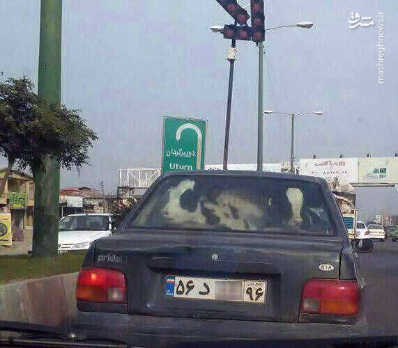 اخبارگوناگون,خبرهای گوناگون ,حمل گوساله با پراید اخبارگوناگون,خبرهای گوناگون ,حمل گوساله با پراید