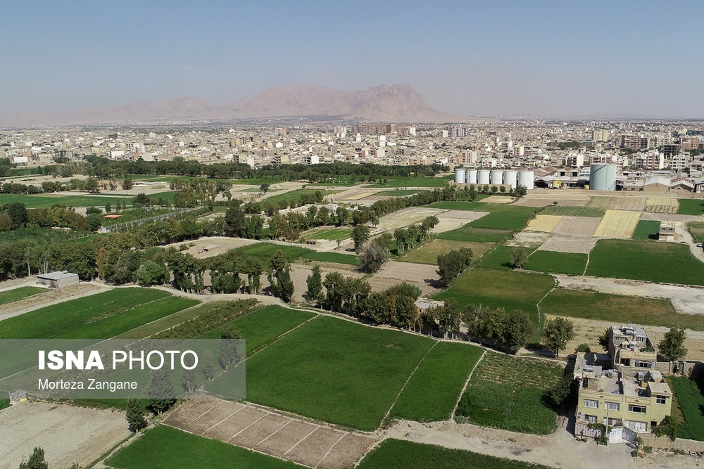 اخباراجتماعی ,خبرهای اجتماعی ,کشت برنج در نزدیکی زاینده رود اخبار اجتماعی ,خبرهای اجتماعی,کشت برنج در نزدیکی زاینده رود