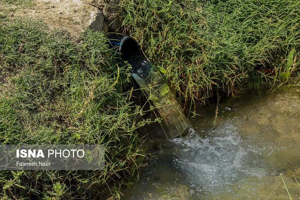  اخبار اجتماعی ,خبرهای اجتماعی,کشت برنج در نزدیکی زاینده رود