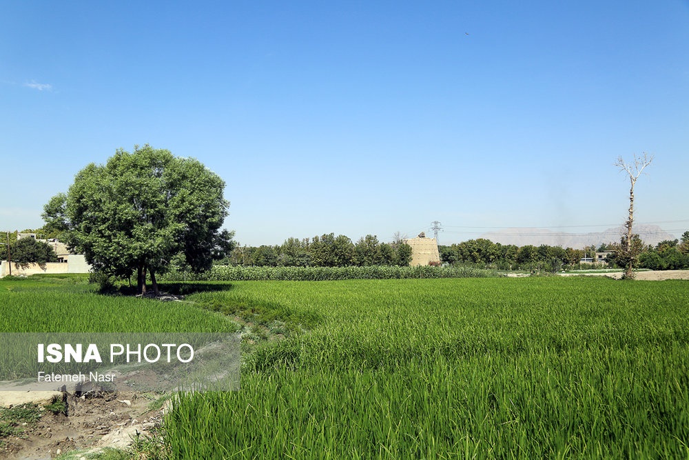 اخباراجتماعی ,خبرهای اجتماعی ,کشت برنج در نزدیکی زاینده رود اخبار اجتماعی ,خبرهای اجتماعی,کشت برنج در نزدیکی زاینده رود