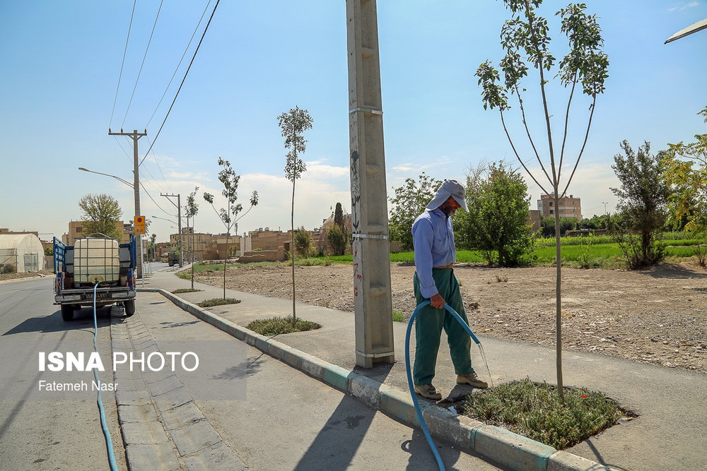 اخباراجتماعی ,خبرهای اجتماعی ,کشت برنج در نزدیکی زاینده رود اخبار اجتماعی ,خبرهای اجتماعی,کشت برنج در نزدیکی زاینده رود