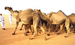 اخبارگوناگون,خبرهای گوناگون ,جراحی زیبایی شتر اخبارگوناگون,خبرهای گوناگون ,جراحی زیبایی شتر