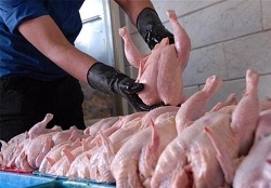 اخبار اقتصادی ,خبرهای اقتصادی , قیمت مرغ اخبار اقتصادی ,خبرهای اقتصادی , قیمت مرغ