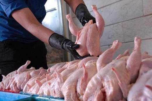 اخبار اقتصادی ,خبرهای اقتصادی ,مرغ اخبار اقتصادی ,خبرهای اقتصادی ,مرغ