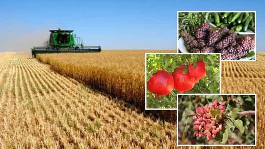 اخبار اقتصادی ,خبرهای اقتصادی ,میوه اخبار اقتصادی ,خبرهای اقتصادی ,میوه