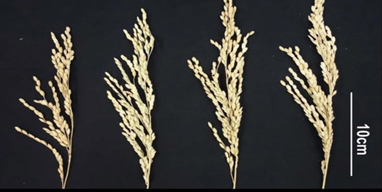  اخبار علمی ,خبرهای علمی, بازدهی تولید برنج 