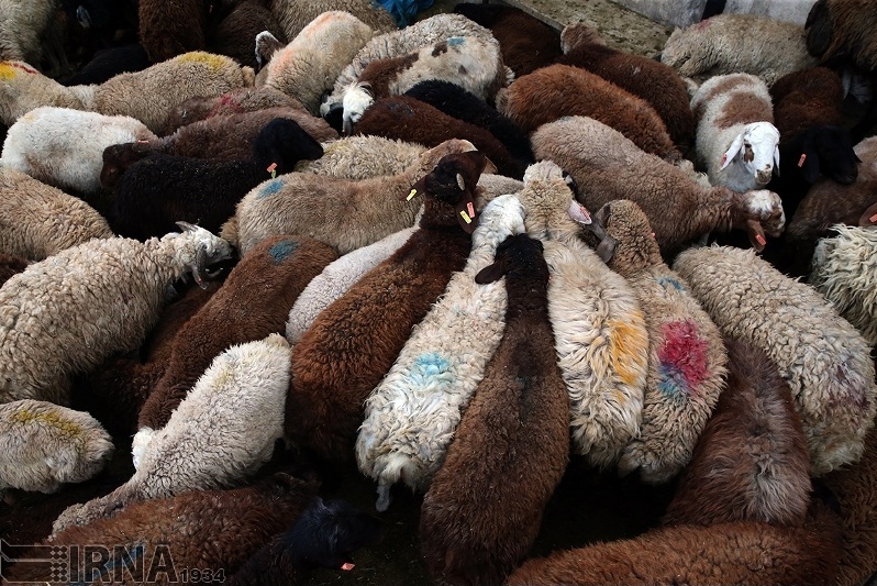 اخبار اقتصادی ,خبرهای اقتصادی , واردات گوسفند اخبار اقتصادی ,خبرهای اقتصادی , واردات گوسفند