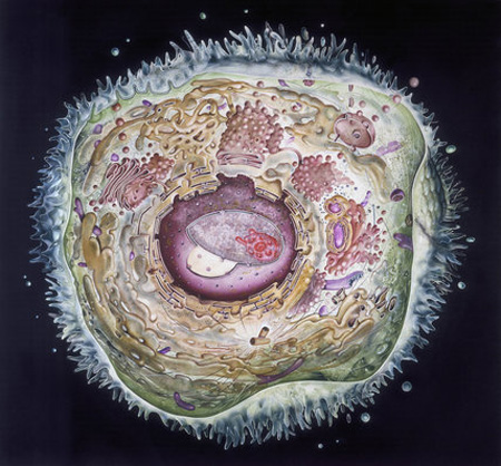 سلول جانوری,اجزای سلول جانوری,سلول چیست