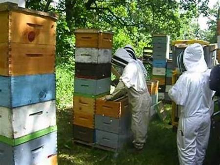 بازار کار رشته پرورش زنبور عسل