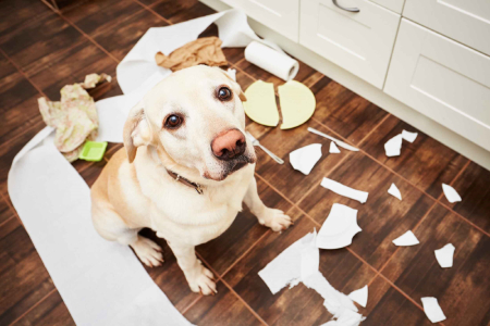رفع ناهنجاری‌های رفتاری سگ,درمان رفتارهای ناهنجار در سگ ها