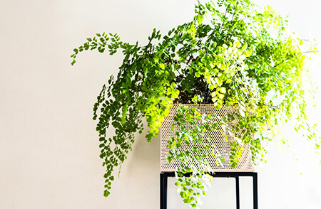 گیاهان کم نور, آشنایی با گیاهان کم نور