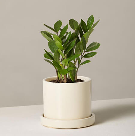 گیاهان سایه پسند,گیاهان سایه دوست آپارتمانی