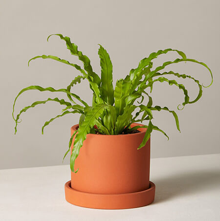 گیاه برگ بیدی, نگهداری از گل آنتوریوم